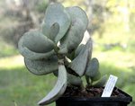 crassula arb arg_11.JPG