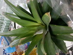 DSC00281.JPG