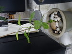DSC00233.JPG