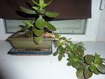 CRASSULA.jpg