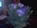Pic-20080715-004.jpg