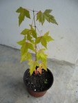 P1020540 - Copie.JPG