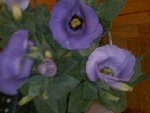 Pic-20080715-002.jpg