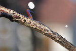 DSC_0007.JPG