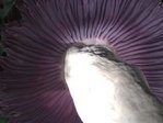 arum18.JPG