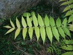 feuille