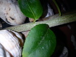 DSC00284.JPG