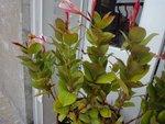 plantes_inco1.JPG