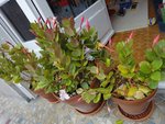 plantes_inco2.JPG