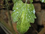 IMG_2245.JPG