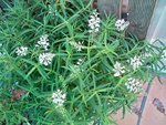 Mon hebe tjrs en fleur
