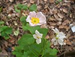 Anemone et solanum ce matin