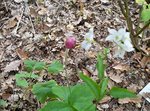 Anemone et solanum le 19