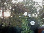 Cosmos et chênes le 18