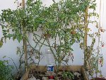 IMG_2248.JPG