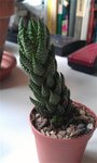 Mon haworthia dit &quot;La colonne&quot;^^