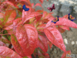 picmix.com_2151973.gif
