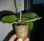 ORCHIDEENINOU.jpg