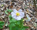 Anemone presque blanche aujourd'hui.