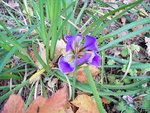 Iris unguicularis .