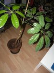 plante vue de haut