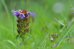 DSC_2265r.jpg