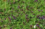 DSC_2285r.jpg