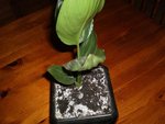 Oiseau du paradis 1.jpg