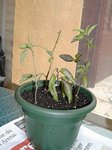 DSCN1363.JPG