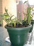 DSCN1360.JPG