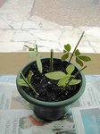 DSCN1354.JPG