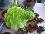 boutons aeonium.JPG