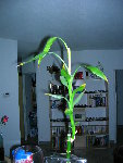 DSCN2590.JPG