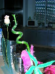 DSCN2592.JPG