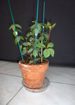 P1040227-2.jpg