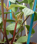 P1040229-2.jpg