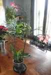 orchidee.jpg