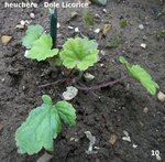 heuchère 10    Dole Licorice rando ,bosquet.jpg