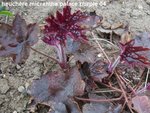 heuchère micrantha palace purple.jpg