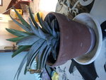 DSC00296.JPG