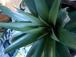 DSC00297.JPG