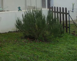 Jardin.jpg