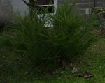 Jardin1.jpg