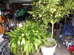 clivia 002.JPG
