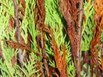 phytophtora.jpg