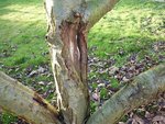 Arbre 1 : écorce éclatée