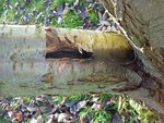 Arbre 1 : trou rempli d'eau et de vers blancs