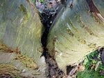 Arbre 1 : Eau entre tronc et branche principale