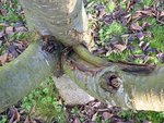 Arbre 2