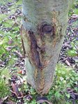 Arbre 3